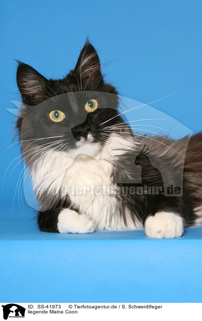 liegende Maine Coon / SS-41973