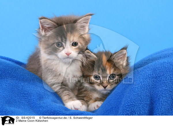 2 Maine Coon Ktzchen / SS-42015