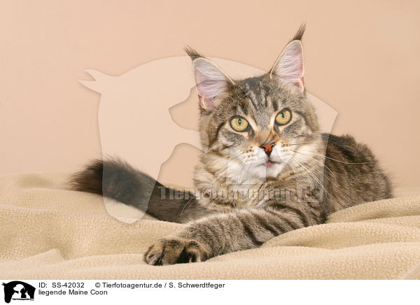 liegende Maine Coon / SS-42032