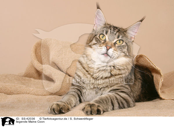 liegende Maine Coon / SS-42036