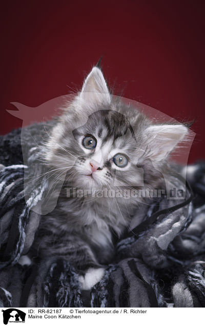 Maine Coon Ktzchen / Maine Coon Kitten / RR-82187