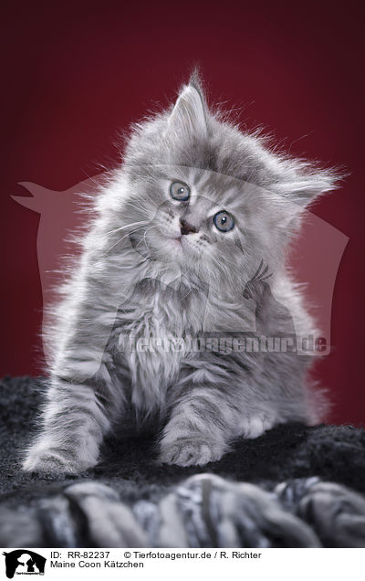 Maine Coon Ktzchen / RR-82237