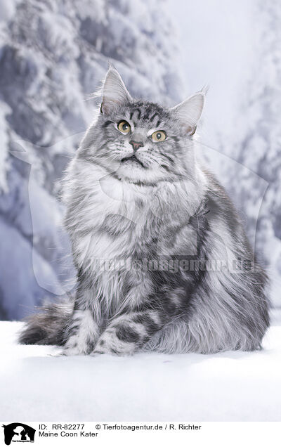 Maine Coon Kater / RR-82277