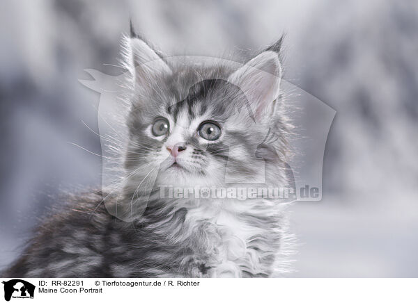 Maine Coon Portrait / RR-82291