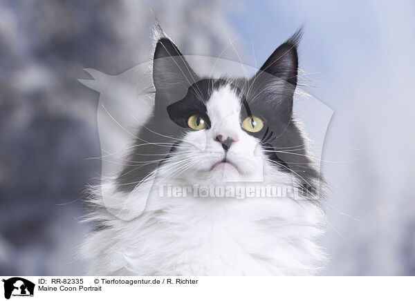 Maine Coon Portrait / Maine Coon Portrait / RR-82335