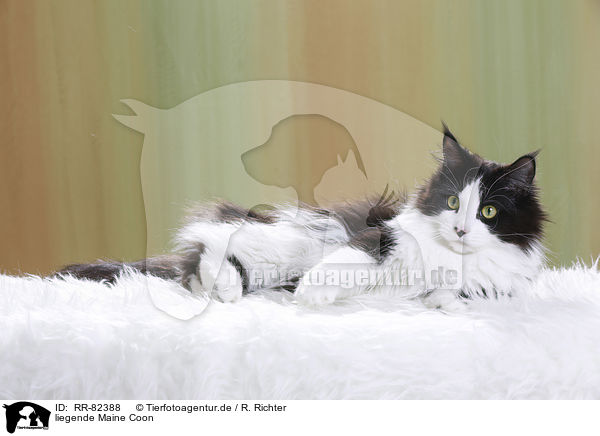 liegende Maine Coon / RR-82388