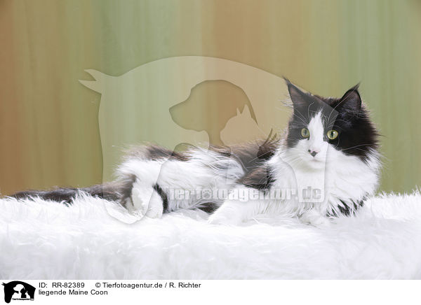 liegende Maine Coon / RR-82389