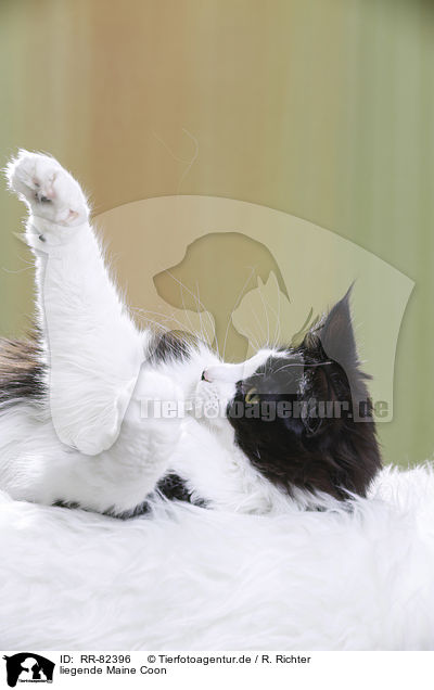 liegende Maine Coon / RR-82396