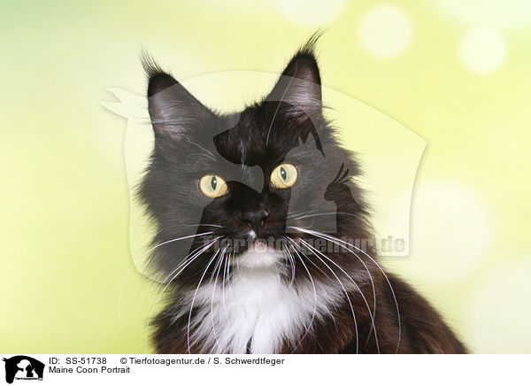 Maine Coon Portrait / Maine Coon Portrait / SS-51738