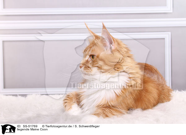 liegende Maine Coon / lying Maine Coon / SS-51769