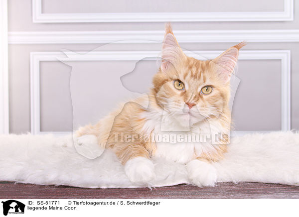 liegende Maine Coon / lying Maine Coon / SS-51771