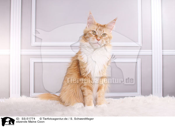 sitzende Maine Coon / sitting Maine Coon / SS-51774