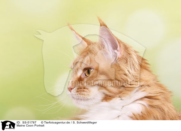 Maine Coon Portrait / Maine Coon Portrait / SS-51787