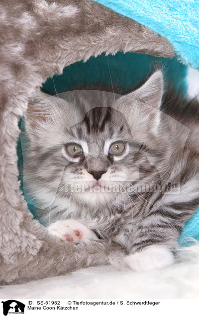 Maine Coon Ktzchen / Maine Coon Kitten / SS-51952