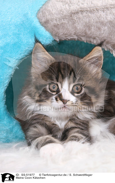 Maine Coon Ktzchen / Maine Coon Kitten / SS-51977