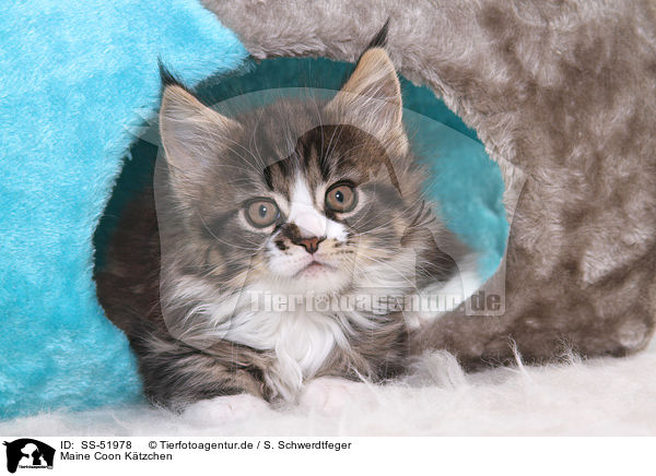 Maine Coon Ktzchen / Maine Coon Kitten / SS-51978