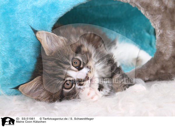 Maine Coon Ktzchen / Maine Coon Kitten / SS-51981