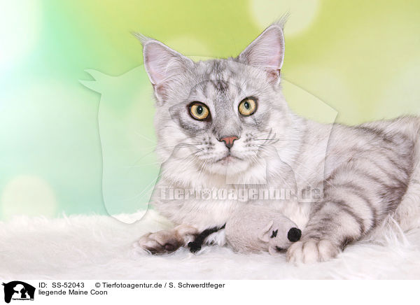 liegende Maine Coon / SS-52043