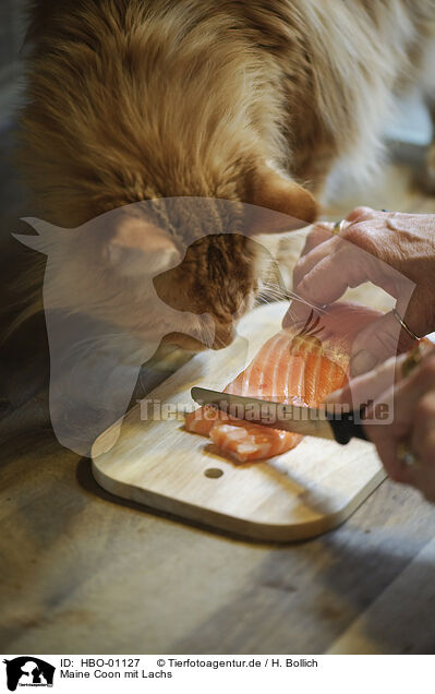 Maine Coon mit Lachs / HBO-01127