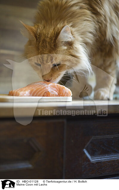 Maine Coon mit Lachs / HBO-01128