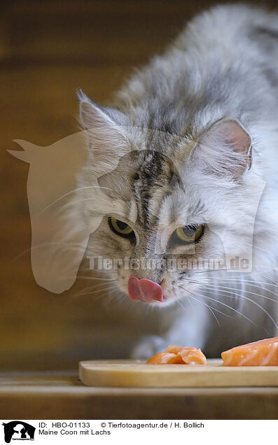 Maine Coon mit Lachs / HBO-01133