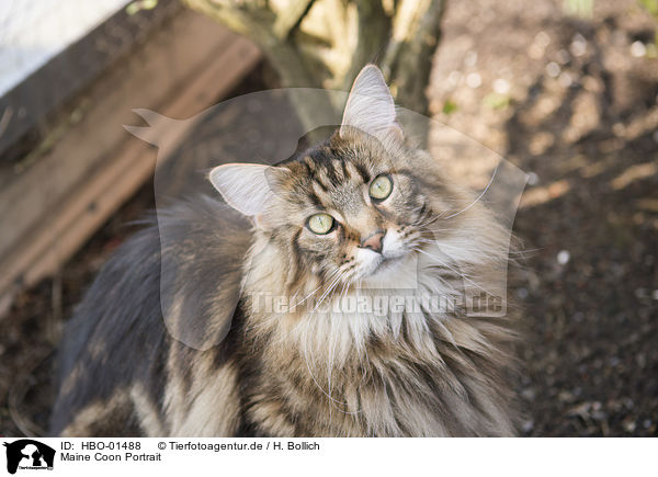 Maine Coon Portrait / HBO-01488