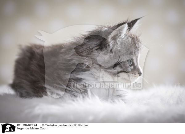 liegende Maine Coon / RR-92824