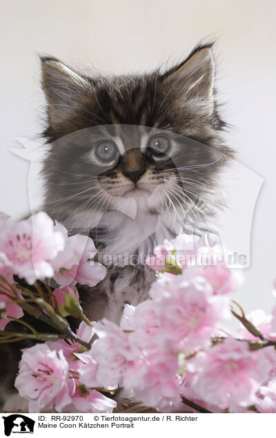 Maine Coon Ktzchen Portrait / RR-92970