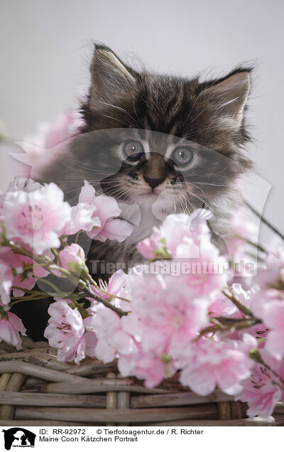 Maine Coon Ktzchen Portrait / RR-92972