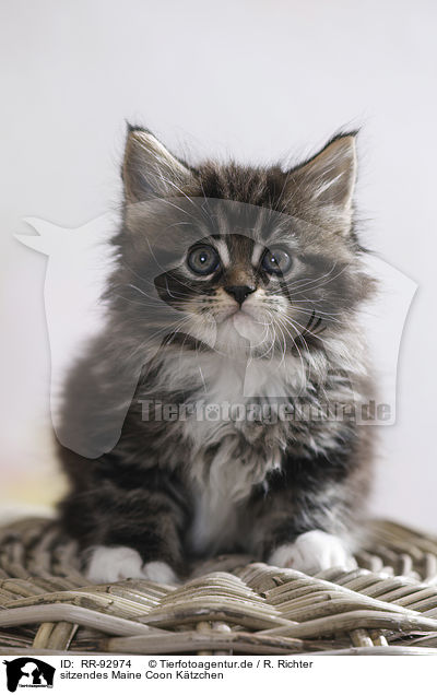 sitzendes Maine Coon Ktzchen / RR-92974