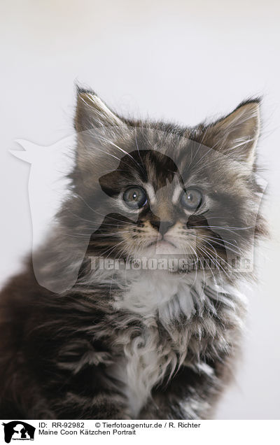 Maine Coon Ktzchen Portrait / RR-92982