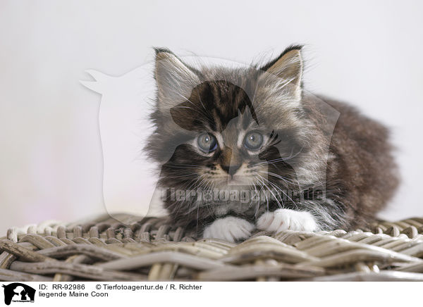 liegende Maine Coon / RR-92986