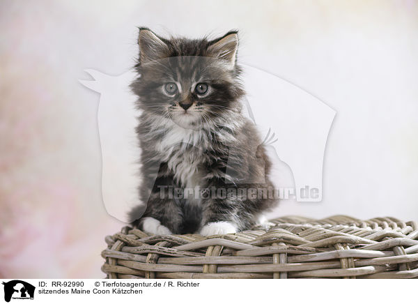 sitzendes Maine Coon Ktzchen / RR-92990