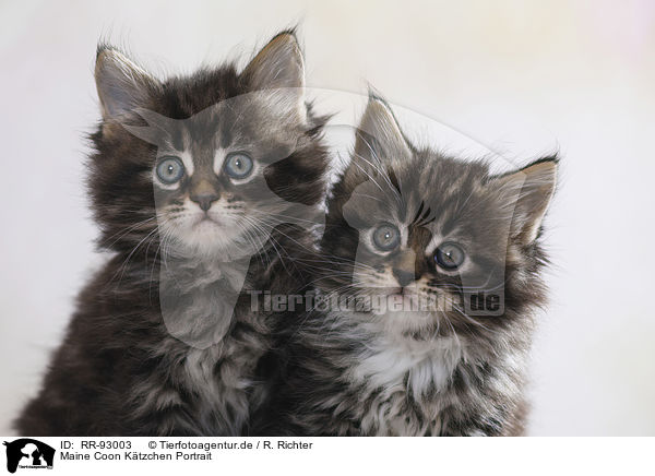 Maine Coon Ktzchen Portrait / Maine Coon Kitten Portrait / RR-93003