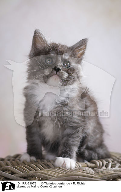 sitzendes Maine Coon Ktzchen / RR-93079