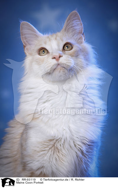 Maine Coon Portrait / Maine Coon Portrait / RR-93119