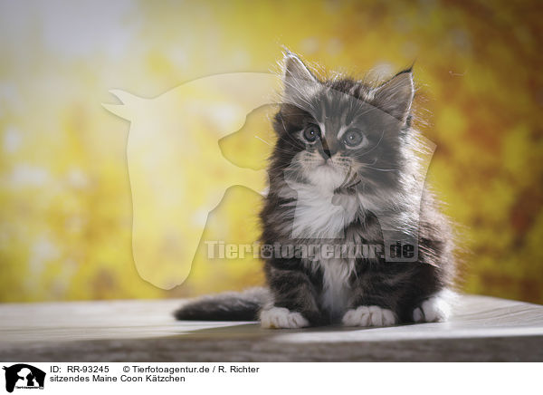 sitzendes Maine Coon Ktzchen / sitting Maine Coon Kitten / RR-93245