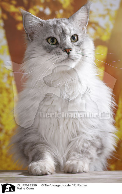 Maine Coon / RR-93259