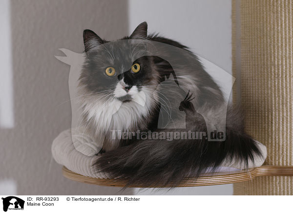 Maine Coon / RR-93293