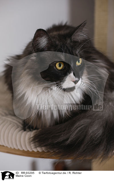 Maine Coon / RR-93295