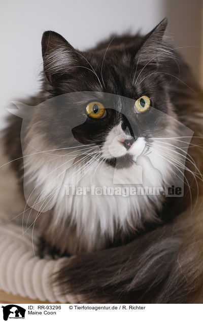 Maine Coon / RR-93296