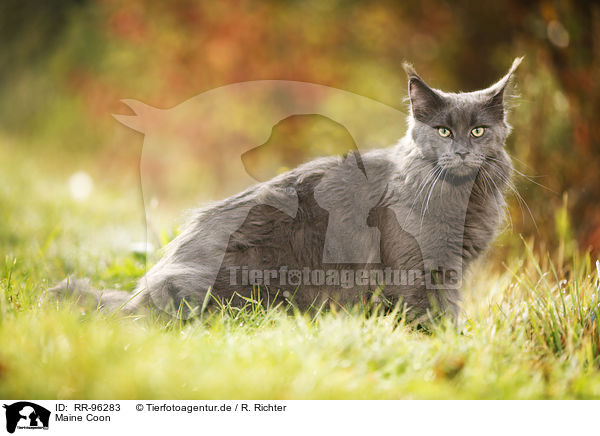 Maine Coon / RR-96283