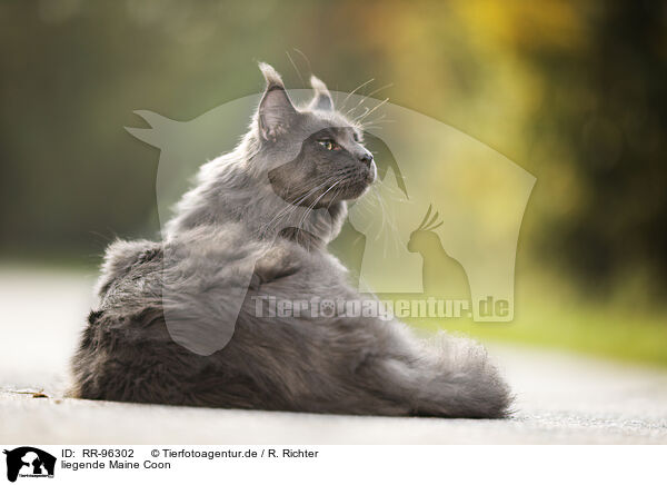 liegende Maine Coon / RR-96302