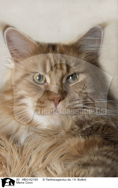 Maine Coon / HBO-02160