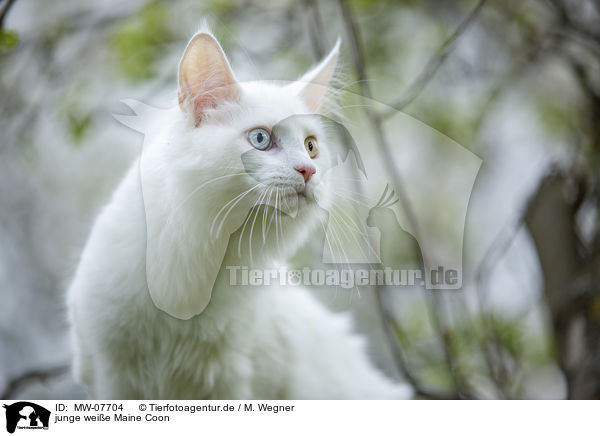junge weie Maine Coon / young white Maine Coon / MW-07704