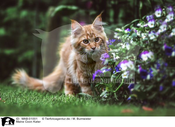 Maine Coon Kater / MAB-01001