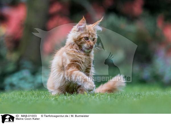 Maine Coon Kater / MAB-01003