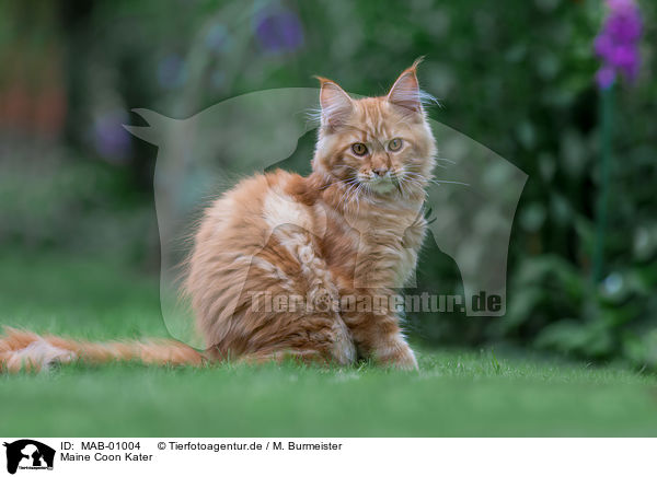 Maine Coon Kater / MAB-01004