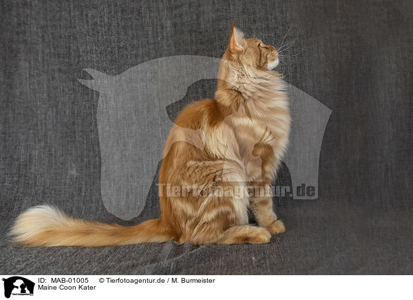 Maine Coon Kater / MAB-01005
