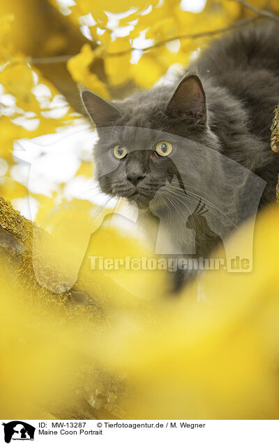 Maine Coon Portrait / MW-13287